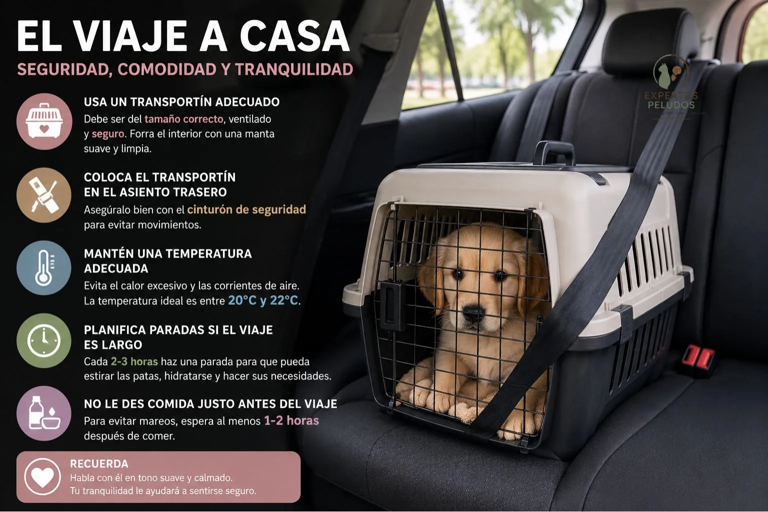 Cachorro viajando en transportín sujeto en el asiento trasero del coche durante su llegada a casa