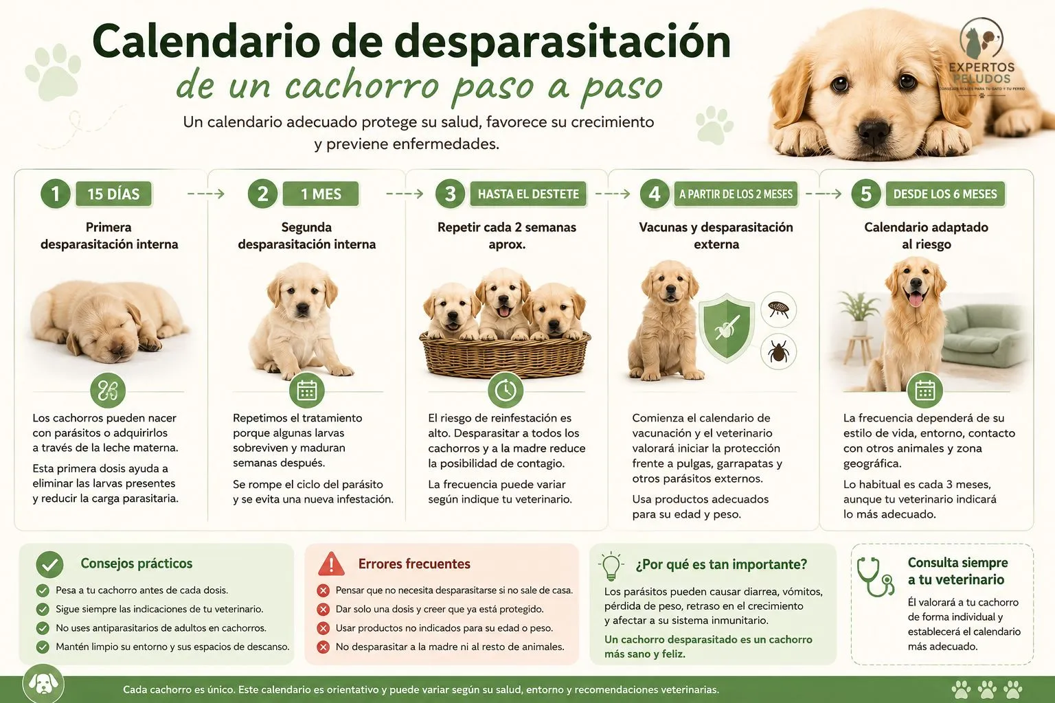 Infografía con el calendario de desparasitación de un cachorro desde los 15 días hasta los 6 meses de edad.