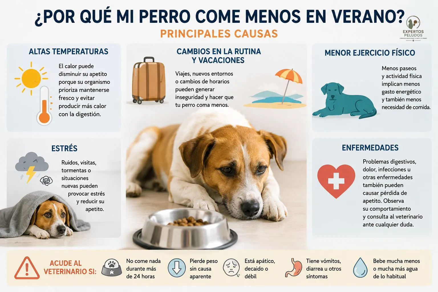 Infografía con las principales causas por las que un perro come menos en verano: calor, cambios en la rutina, menor ejercicio, estrés y enfermedades.