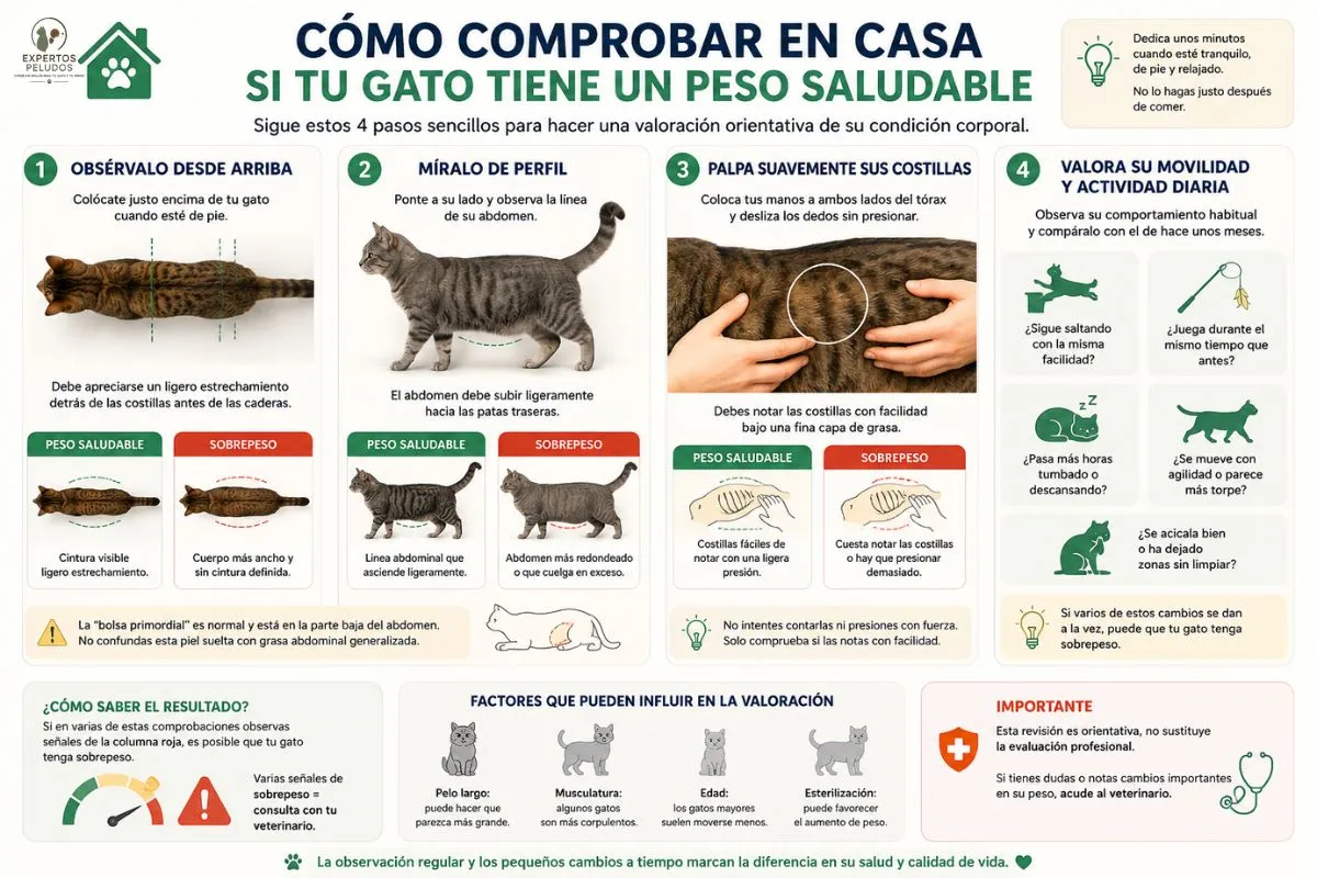 Infografía con cuatro pasos para comprobar en casa si un gato tiene un peso saludable observando su cintura, perfil, costillas y nivel de actividad.