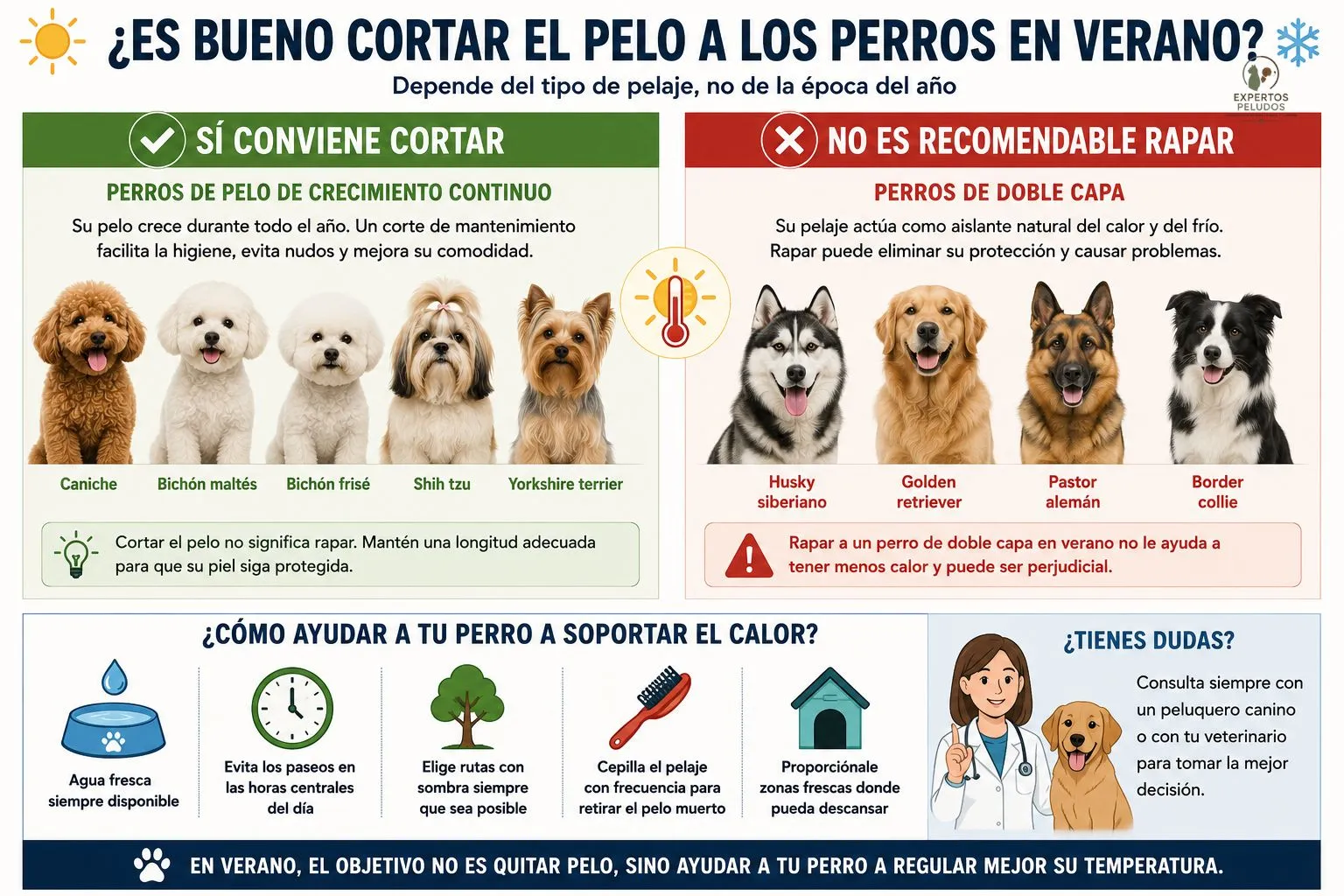 Infografía que explica si es bueno cortar el pelo a los perros en verano, diferenciando las razas de pelo de crecimiento continuo de los perros con doble capa que no deben raparse.