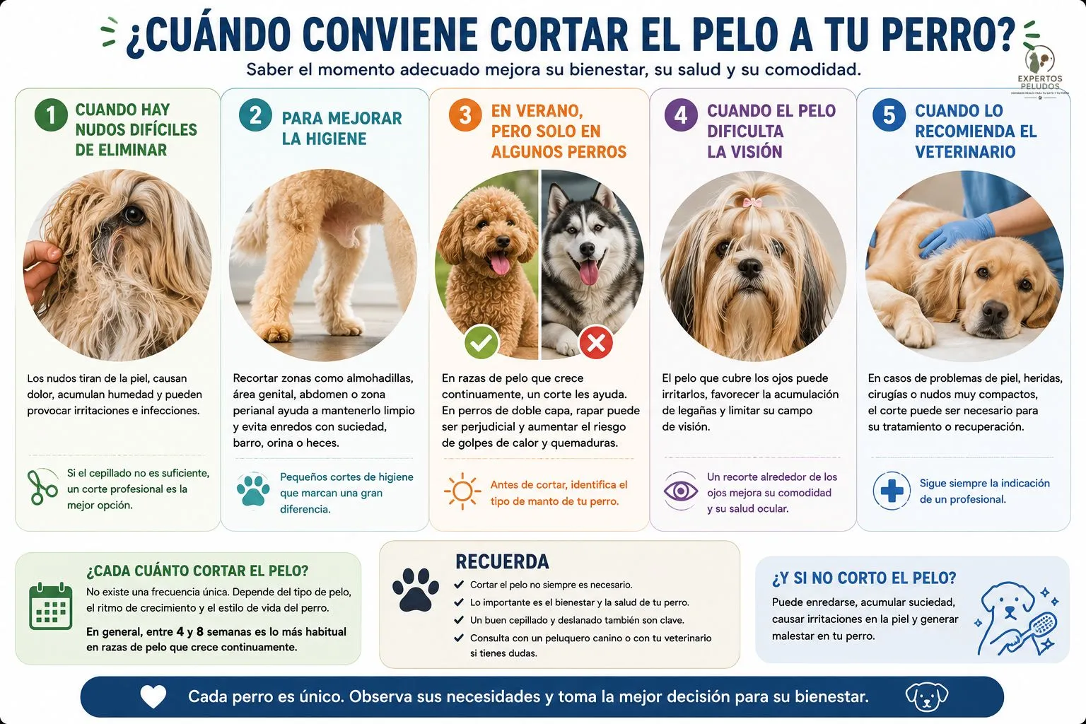 Infografía sobre cuándo conviene cortar el pelo a un perro, explicando los casos en los que está recomendado: nudos, higiene, pelo que tapa los ojos, verano en determinadas razas y recomendación veterinaria.