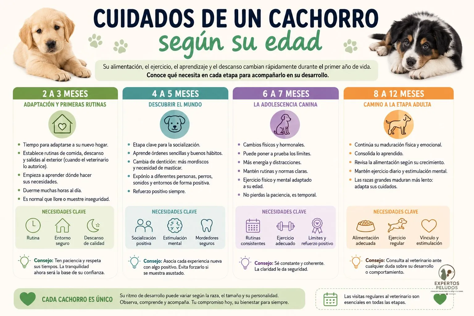 Infografía sobre los cuidados de un cachorro según su edad, desde los 2 hasta los 12 meses, con las necesidades y cuidados recomendados en cada etapa de su desarrollo.