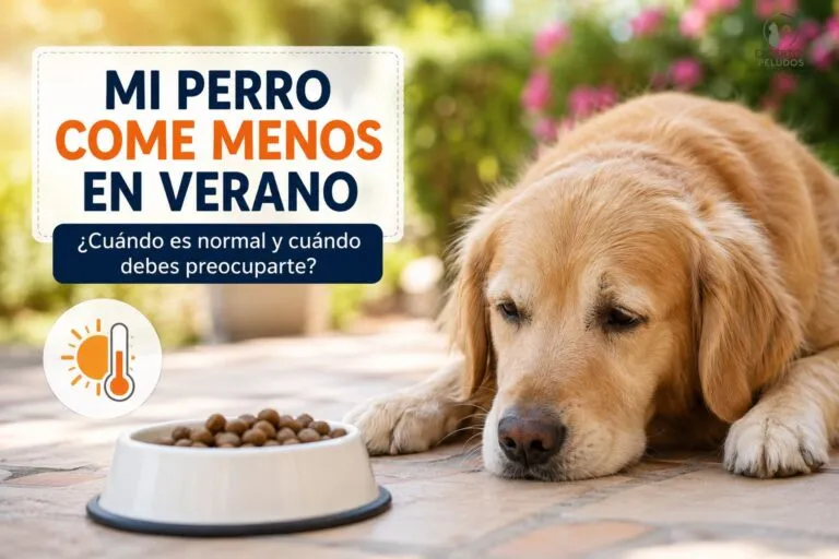 Perro tumbado junto a su comedero sin apenas apetito durante un día caluroso de verano.