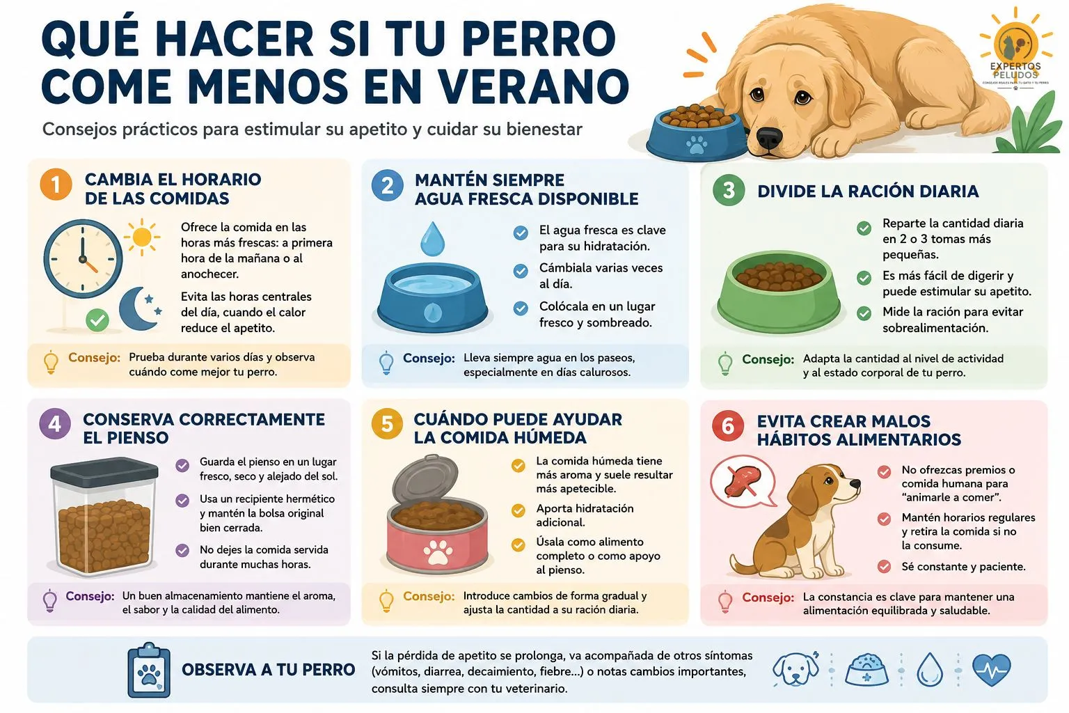 Infografía con consejos para ayudar a un perro que come menos en verano: cambiar el horario de las comidas, mantener agua fresca, dividir la ración, conservar el pienso y evitar malos hábitos.