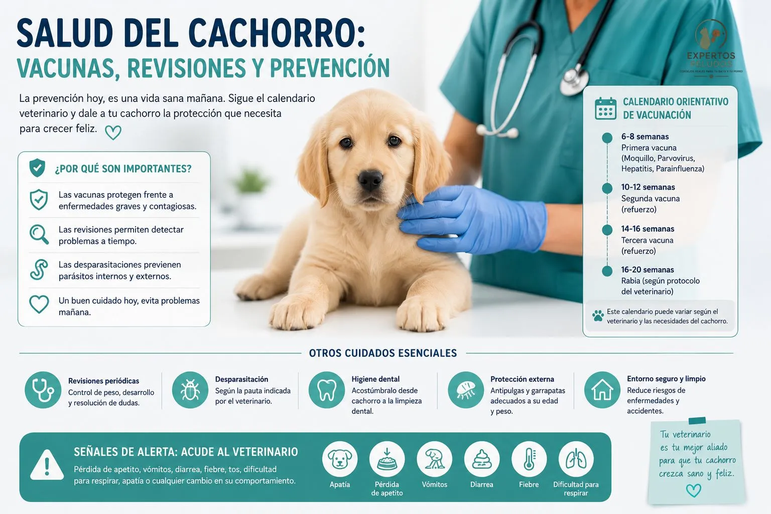 Infografía sobre la salud del cachorro con información sobre vacunas, revisiones veterinarias, desparasitación, prevención de enfermedades y principales señales de alerta.