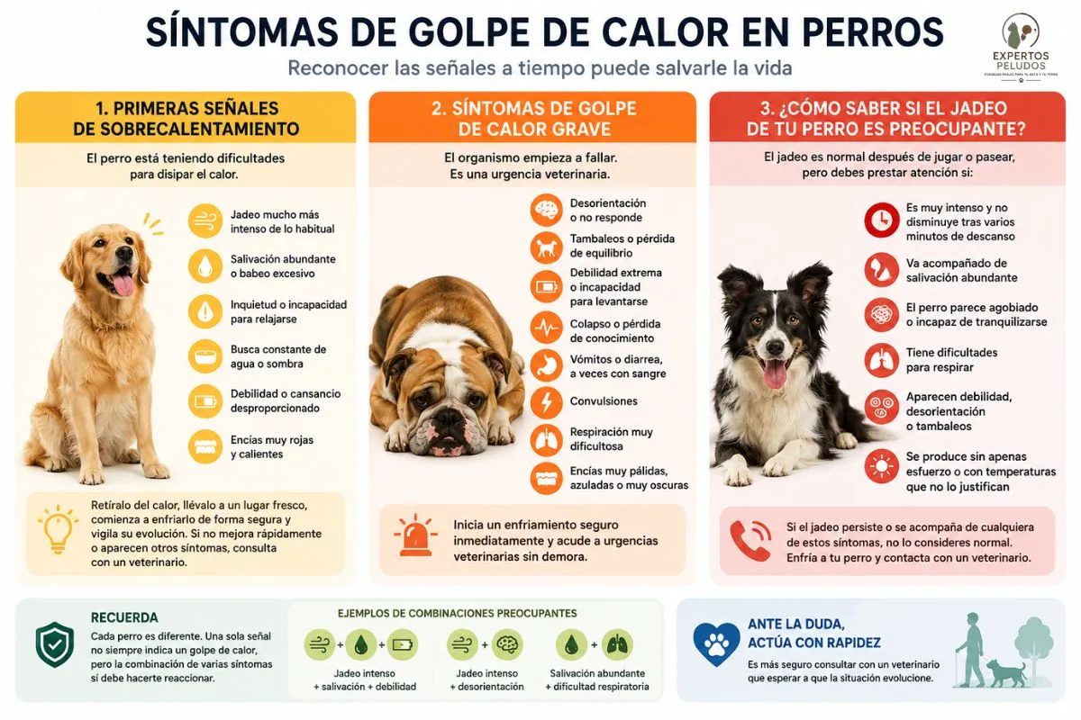 Infografía con las primeras señales, los síntomas graves y las claves para identificar un golpe de calor en perros.