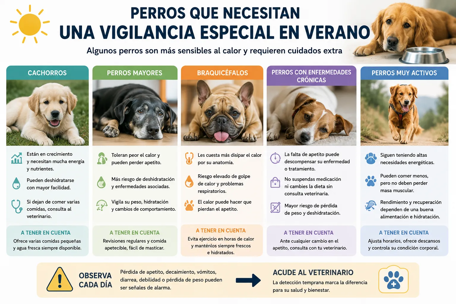 Infografía con los grupos de perros que requieren más cuidados en verano: cachorros, perros mayores, braquicéfalos, perros con enfermedades crónicas y perros muy activos.